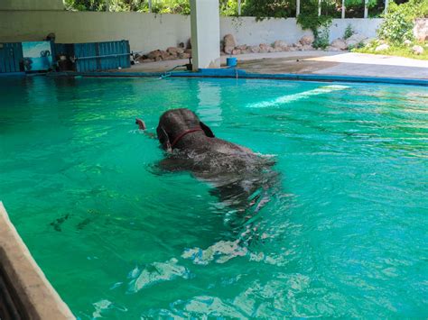 大象噴水|台北市立動物園大象很享受，洗澡、玩水、噴水花樣百。